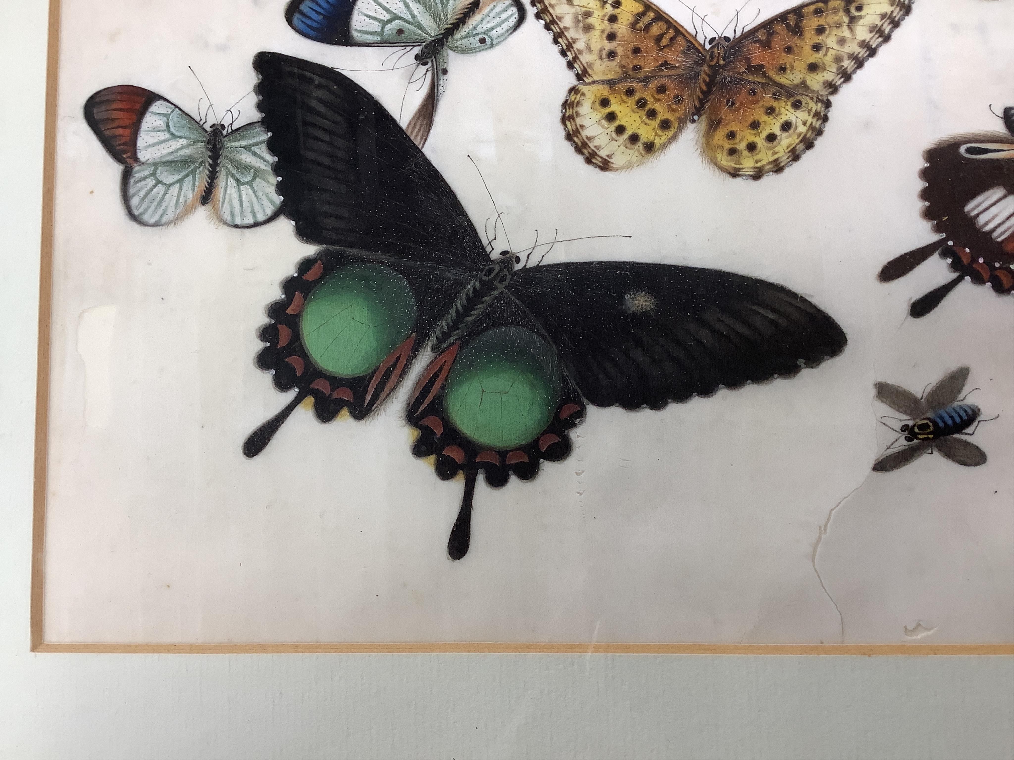 19th century, Chinese School, four pith paper paintings, Butterflies and insects, 20 x 32cm, one housed in a carved wood frame
